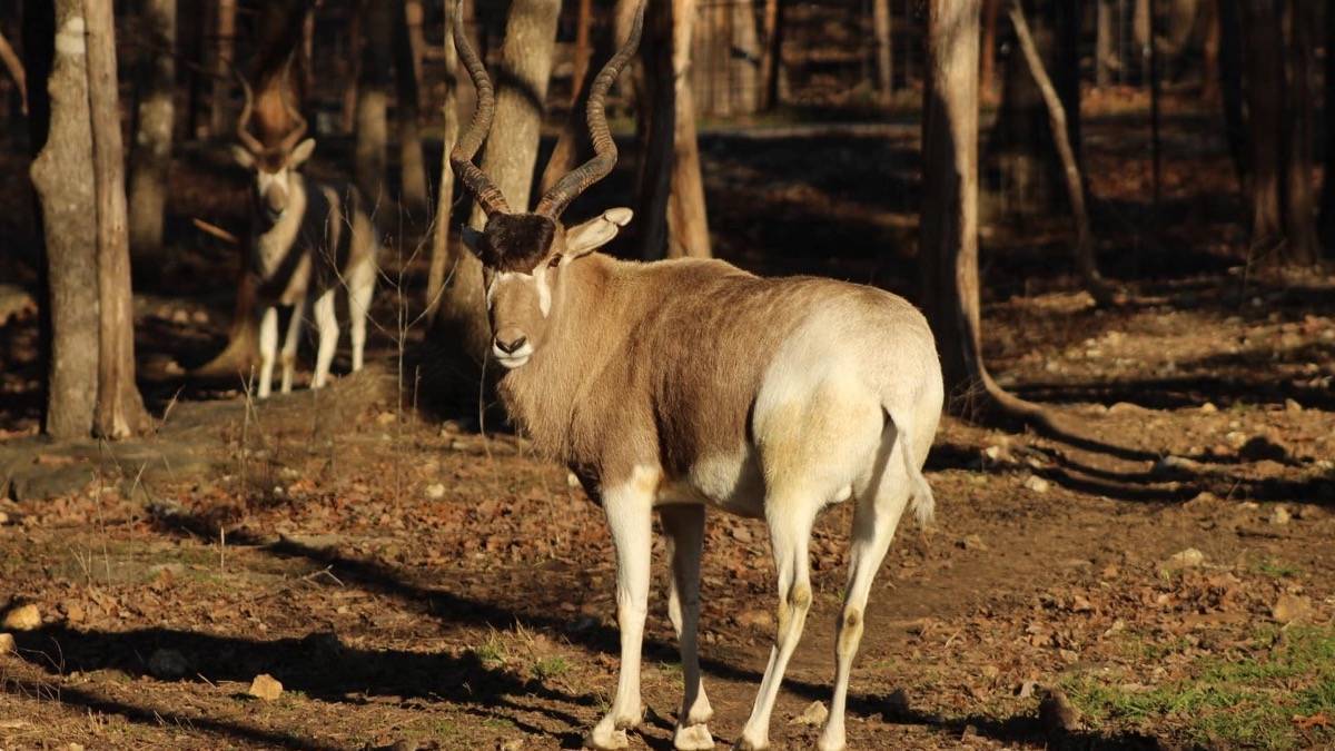 Wild animal with long twisted horns looking back at the camera